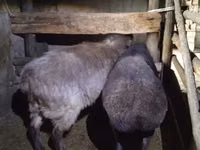 Kondoo jike, Adal sheep — picha 2