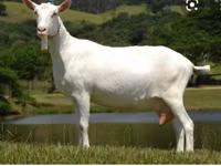 Mbuzi dume, Saanen goat — picha 4