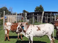 Ng'ombe jike, Nguni cattle — picha 7