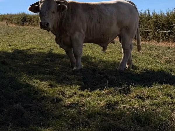 公牛, Cast cow