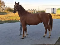 Caballo, Kisber felver — foto 3