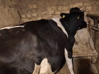 Kuh, Russian Black pied cattle — Foto 3