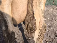 Ng'ombe jike, Swiss cattle — picha 1