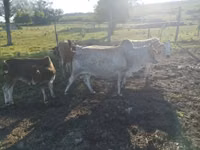 Bull, Zebu — photo 3