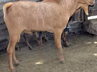 Mbuzi (kikundi, jinsia haijatajwa), Mbuzi — picha 1