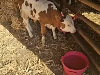सांड, हंगेरियन ग्रे नस्ल — फ़ोटो 2