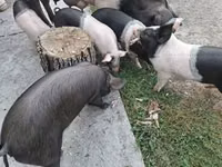 Säue, Schweine — Foto 5