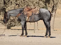 حصان, Quarter Horse — الصورة 3