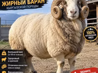 Widder, Kyrgyz Mountain merino sheep — Foto 2
