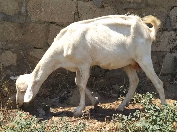 Cabra, Saanen goat