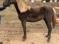 Stute, Rocky Mountain Horse — Foto 1