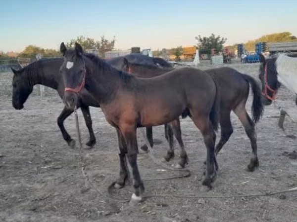 घोड़ा, Friesian
