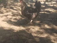 Slovenian Barred Hen — photo 2