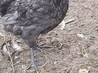 Australian Pit Game fowl — photo 8