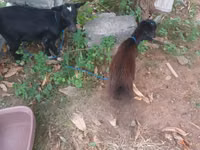 Goat, American pygmy goats — photo 4