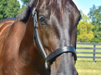 Farasi dume, Percheron — picha 3