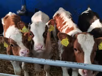 公牛, Simmental cattle — 照片 2