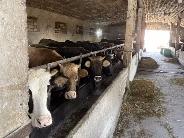 Kuh, Russian Black pied cattle