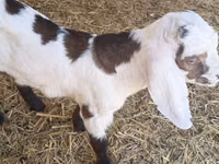 बकरा, Nubian Goat — फ़ोटो 1