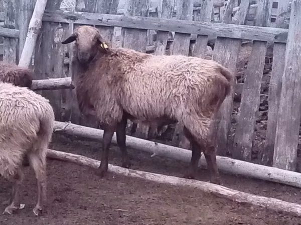 Ram, Edilbay sheep