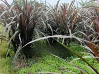 Australian Red Napier Fodder for Livestock - 20 Cuttings — 照片 2