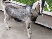 बकरी, Irish goat — फ़ोटो 4