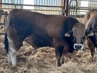 Bull, Partenaise cattle — photo 2