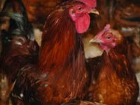 Shamo chickens — photo 2