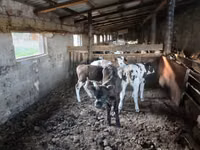 Vaca, Ganado vacuno — foto 1