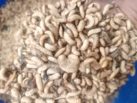 Black Soldier Fly — 照片 3
