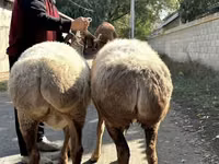भेड़, Arashan sheep — फ़ोटो 3