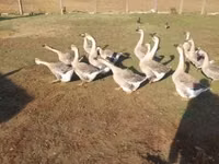 Graue und graugescheckte dänische Gans — Foto 2