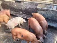 公猪, Pigs — 照片 2