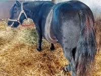 母马, American shetland pony — 照片 1