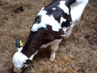 गाय, Russian Black pied cattle — फ़ोटो 3