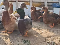 सैक्सोनी — फ़ोटो 2