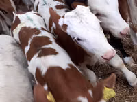Ng'ombe (kikundi, jinsia haijatajwa), Simmental cattle — picha 1