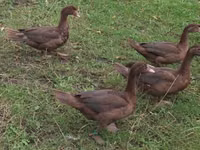 Ducks — picha 3