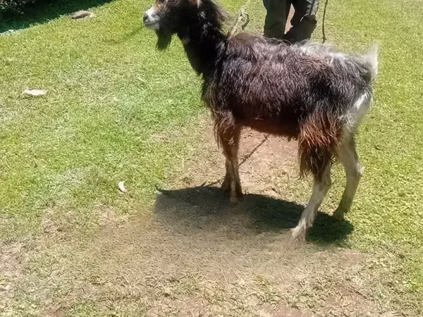 Mbuzi dume, Alpine goat