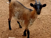 Mbuzi (kikundi, jinsia haijatajwa), Mbuzi — picha 1
