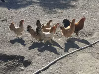 Chickens — 照片 3