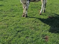 Kuh, Simmental cattle — Foto 2