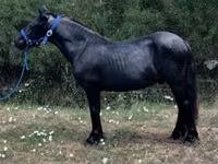 Caballo, Dutch warmblood horse — foto 1