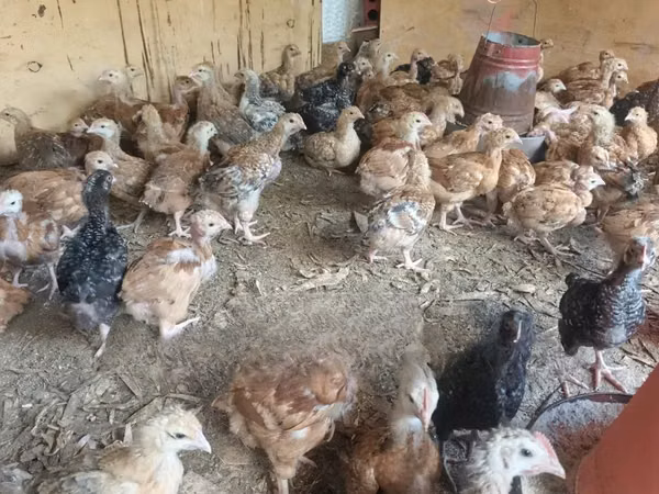 Shamo chickens