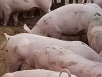 Säue, Schweine — Foto 3