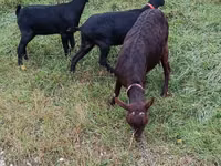 Mbuzi jike, Murcia-Granada goats — picha 2