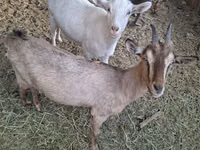 公山羊, Russian White goat — 照片 1