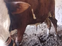 Bull, Dutch cow (Extinct) — photo 4