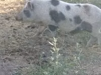 Säue, Schweine — Foto 4