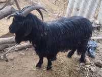 Goat, Dagestan coarsewool goat — photo 2